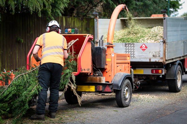 How Our Tree Care Process Works  in  Golden Triangle, NJ