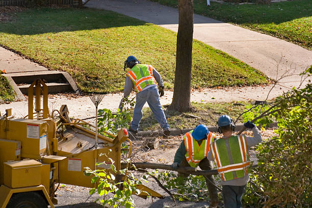 Golden Triangle, NJ Tree Care Services Company